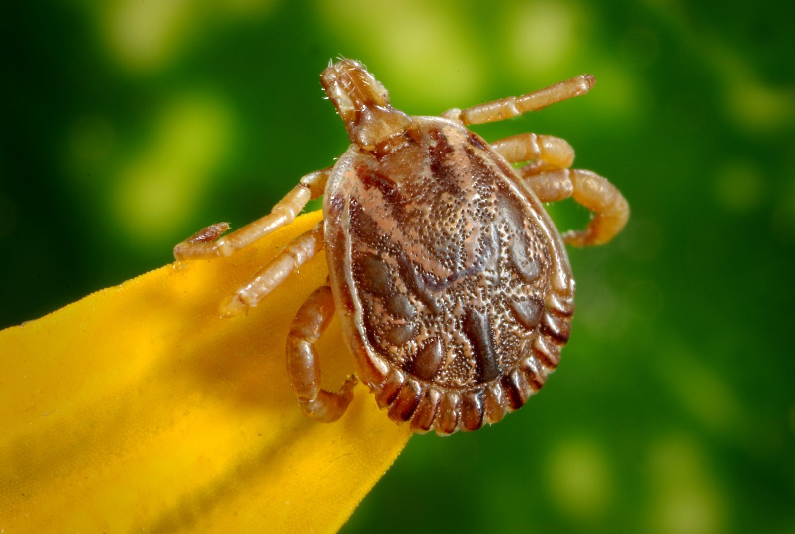 Tick on yellow leaf